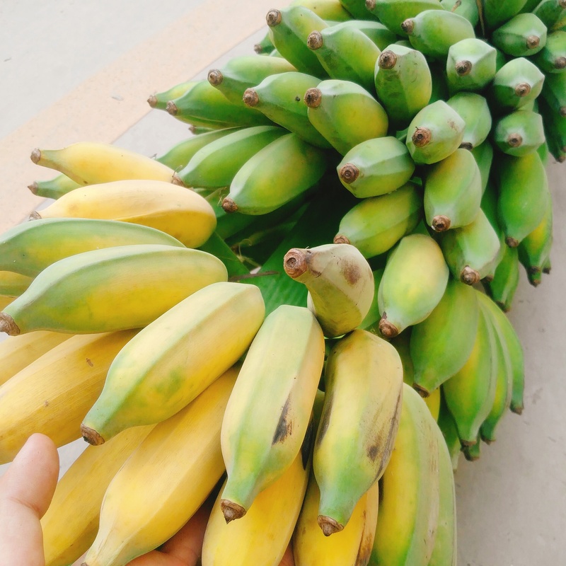云南新鲜芭蕉