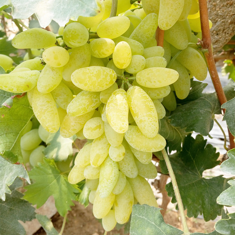 新鲜葡萄大泽山金手指葡萄 新鲜水果山东特产4斤顺丰包邮现摘发货