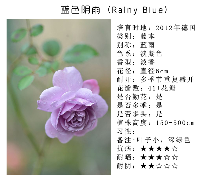 藤本月季花苗 蓝色阴雨 蓝雨 大型藤本多花蔷薇花苗阳台庭院花卉