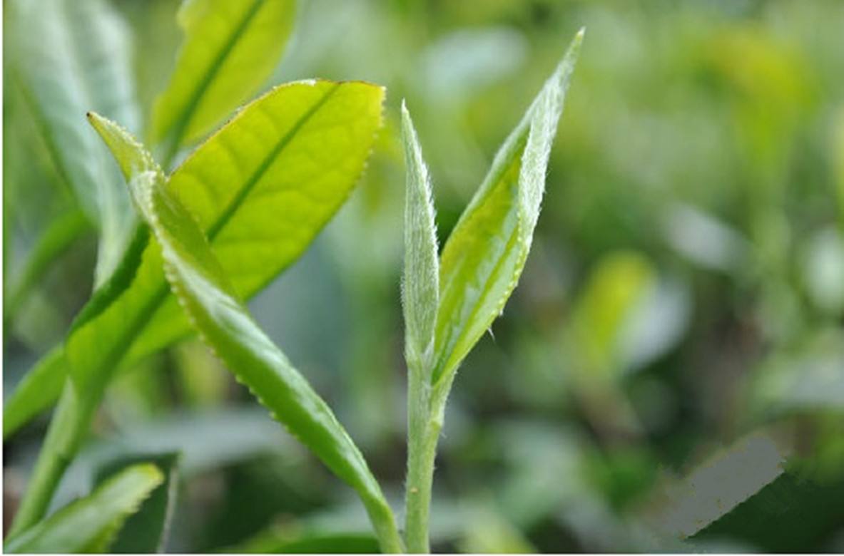 你有用紫砂壶泡过绿茶吗？能不能泡？1