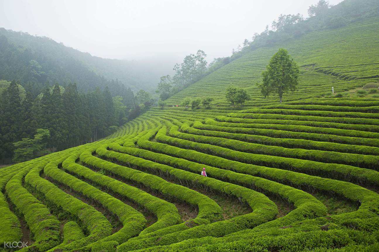 明前绿茶为什么好?明前茶,贵如金!