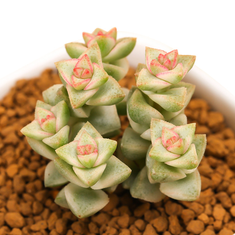 多肉界的蜡笔小新,只是不够"贱"