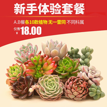 Succulents Beginner Package Succulents Succulents Combination Green Plants Potted Flowers No Pot soil