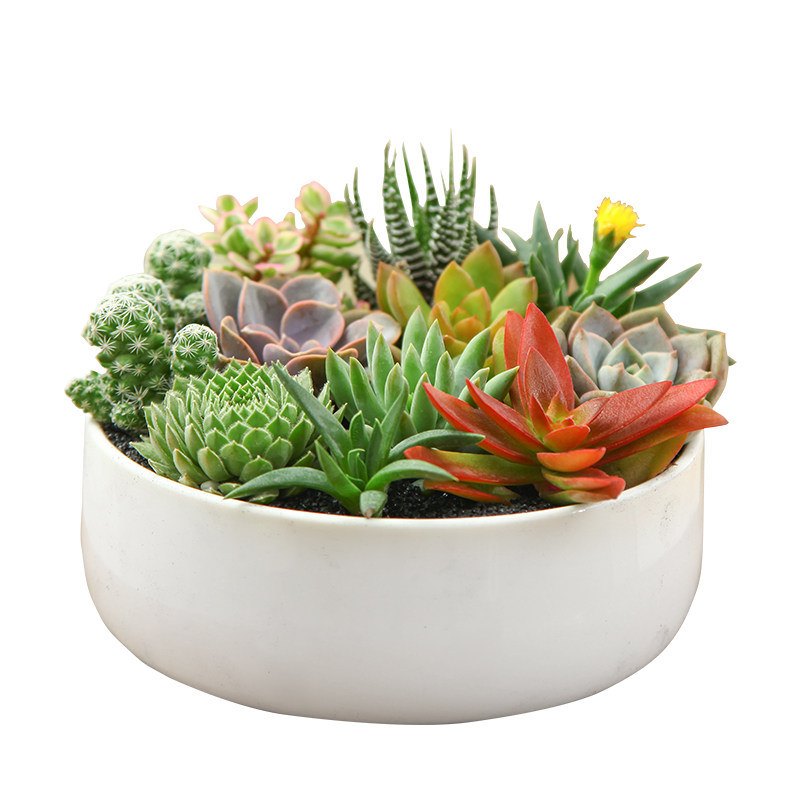 家养可爱小多肉