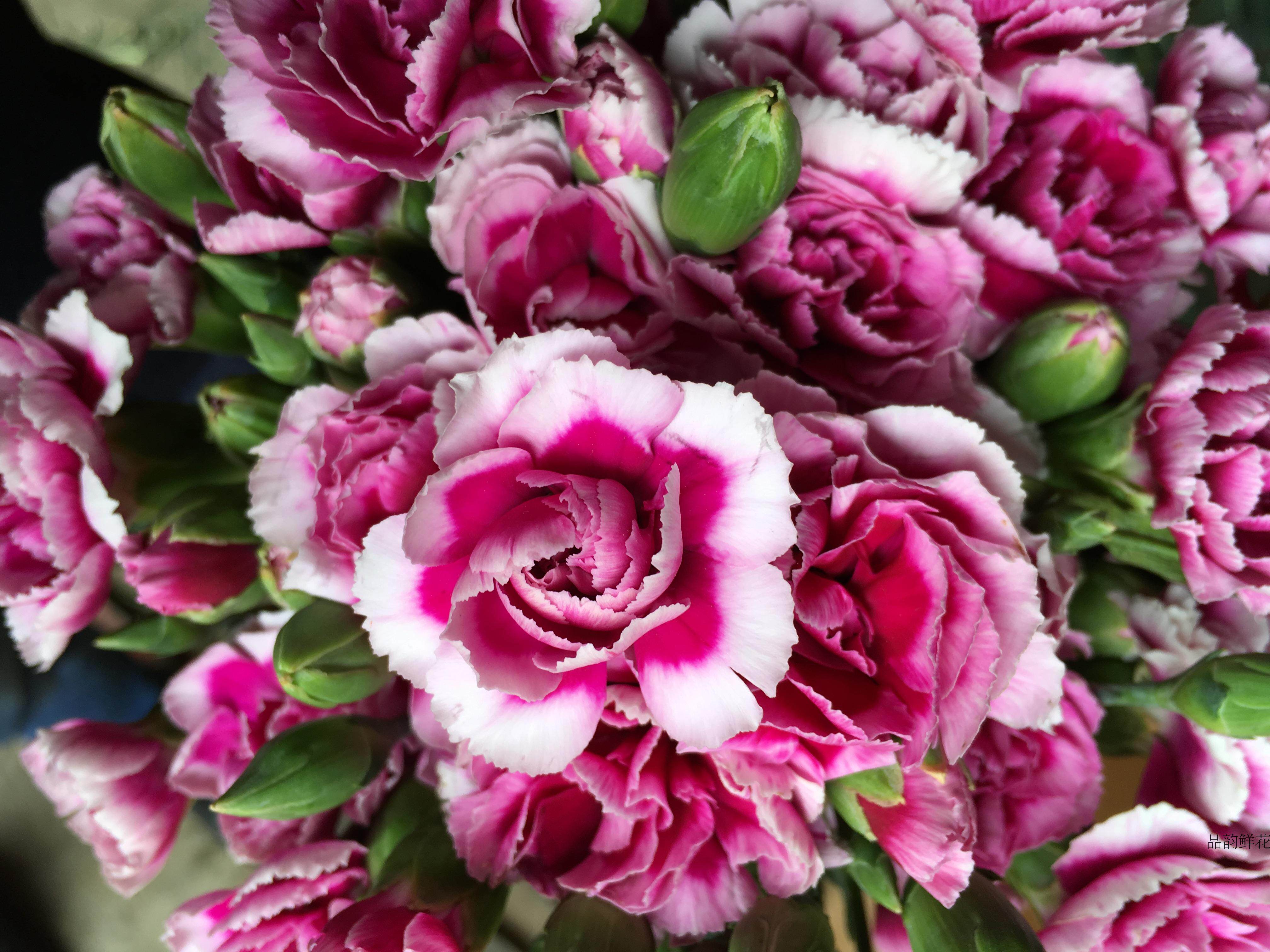 多头康乃馨 多丁 一把20枝大份包邮 昆明鲜花家庭插花全国发货