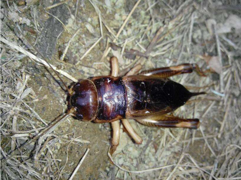 17年抓野生蟋蟀活体蛐蛐野生斗蟋蟀包活到家包邮