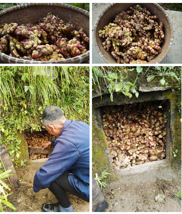 生姜三斤装土姜 姜窖藏老姜 小黄姜母姜 农家月子洞姜一年老姜