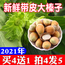 2021 fresh hazelnut northeast belt skin water kernel water flesh raw Huanren belt green leather new wild hazelnut 500g