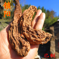 Wild Suoyang tablets Bubble wine material Male tonic Suoyang herbs Suoyang Chinese Herbal medicine 500g health tonic health care