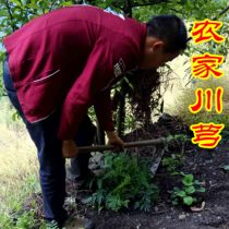 Wild Chuanxiong Chinese Herbal Medicine Chuanxiong Tablets 500g Chuanxiong Chinese Herbal Medicine Non-traditional Chinese medicine Chuanxiong Tea Chaoshen Chuanxiong Tea