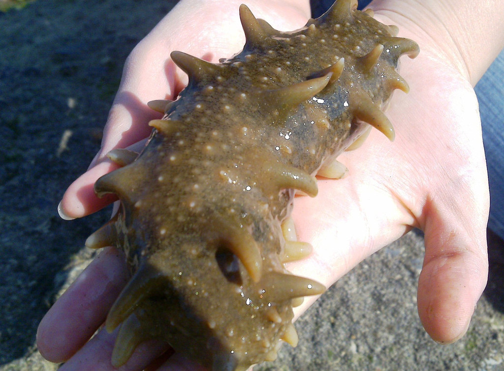 一家自带海洋风的生鲜小店