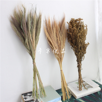 Dried flower horsetail flower natural plant specimen dried flower Setaria natural flower grass decoration zakka