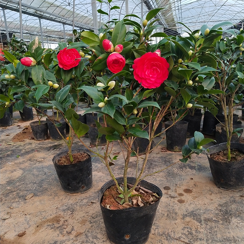 Camellia flower seedlings hardy potted flowers color wining a tree saplings four seasons flower flower flower the plants indoors