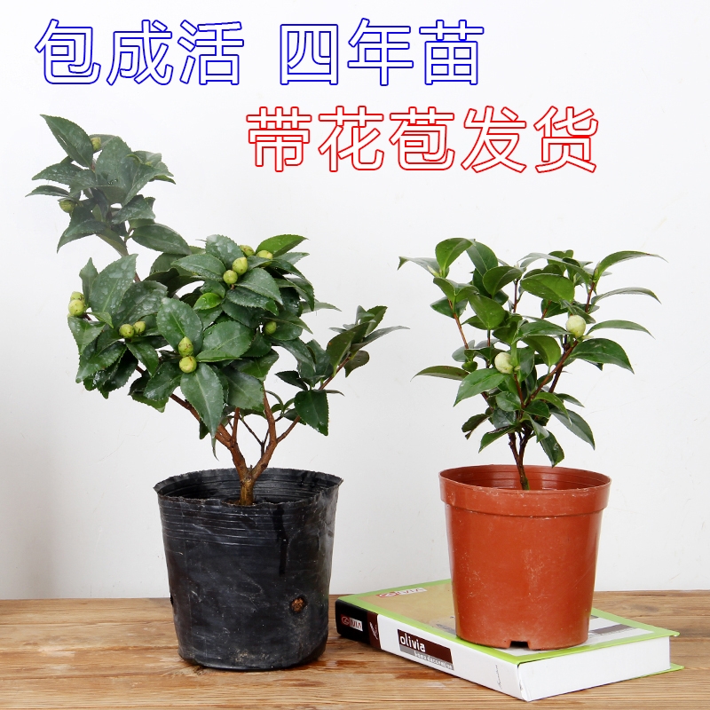 Camellia flower seedlings hardy potted flowers color wining a tree saplings four seasons flower flower flower the plants indoors