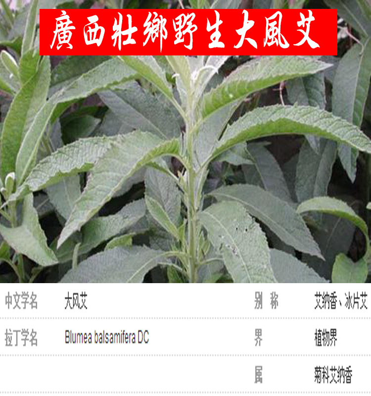 广西野生中药材大风艾 艾纳香牛耳艾大风叶大枫草一斤
