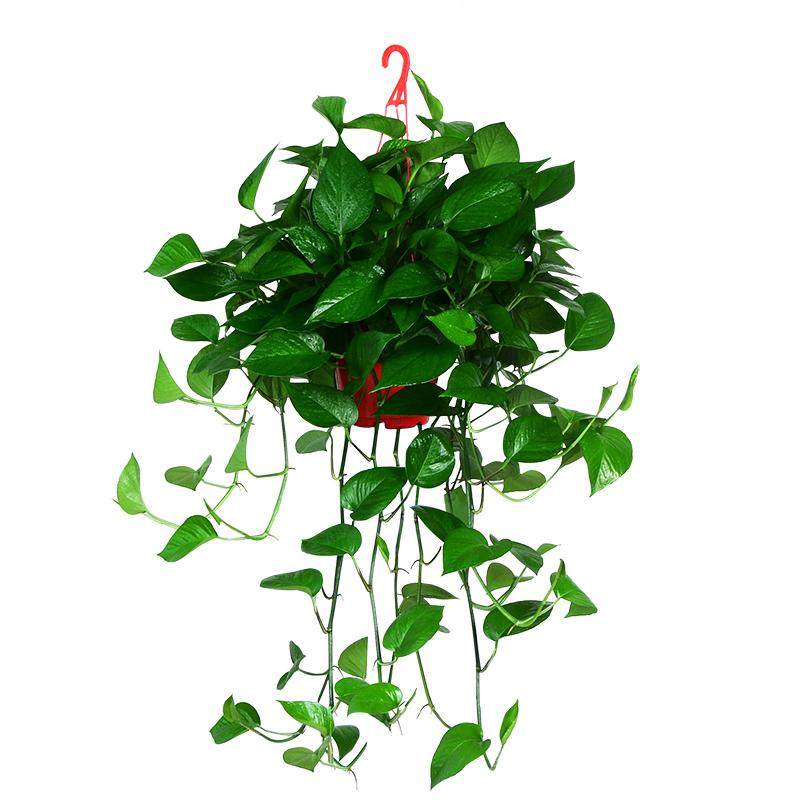 绿航绿萝花卉盆栽绿植物室内客厅水培吸甲醛大盆绿箩长藤吊兰盆景
