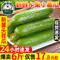 Fruit cucumber Fresh 6kg cucumber cucumber green melon seasonal vegetables Shandong dry food crisp sweet whole box