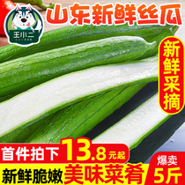 Shandong loofah fresh vegetables 10 kg farm self-growing seasonal green skin loofah wholesale cucumber whole box