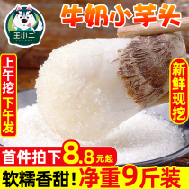 Milk Taro 9kg fresh flour glutinous Taro Taro Taro Taro farmhouse Hairo 10