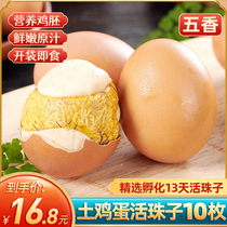 Earth eggs live beads 10 spiced fresh 13 days chicken embryo eggs Cooked ready-to-eat hairless eggs Phoenix eggs