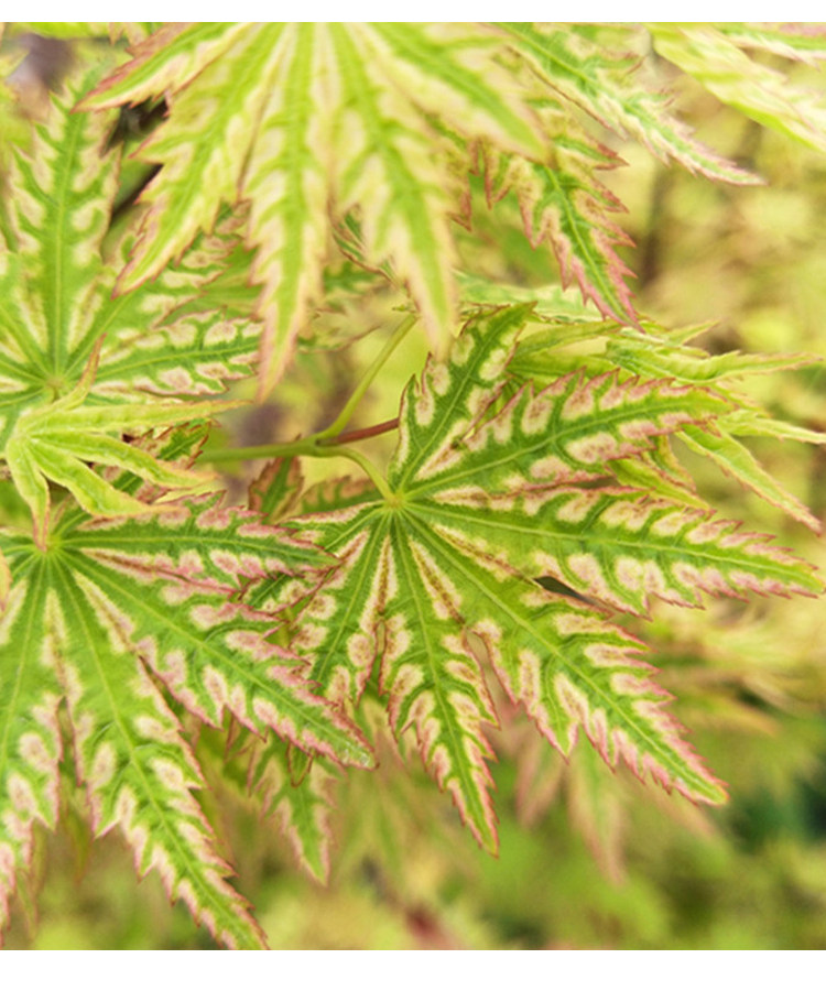 日本枫树 日笠山