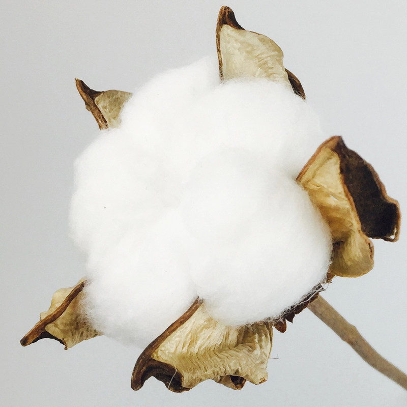 [棉花乾燥树枝]天然棉花乾燥树枝 棉花花束乾燥花真花酒吧客厅婚庆