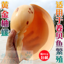 Natural conch shell yellow scoop snail roll scallop fish hermit crab special shell fish tank decoration home platform decoration ornaments