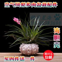 Natural conch shell sea urchin shell empty Phoenix sea urchin flowerpot pot creative lampshade shell decorative ornaments