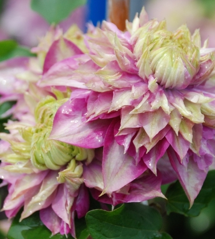 宽皇  铁线莲攀援爬藤花苗