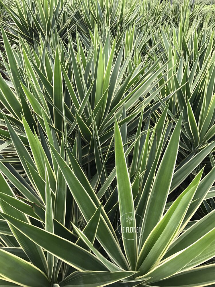 星河丨荷兰铁巨丝兰绿植常青盆栽植物耐阴耐晒室内室外花叶金边