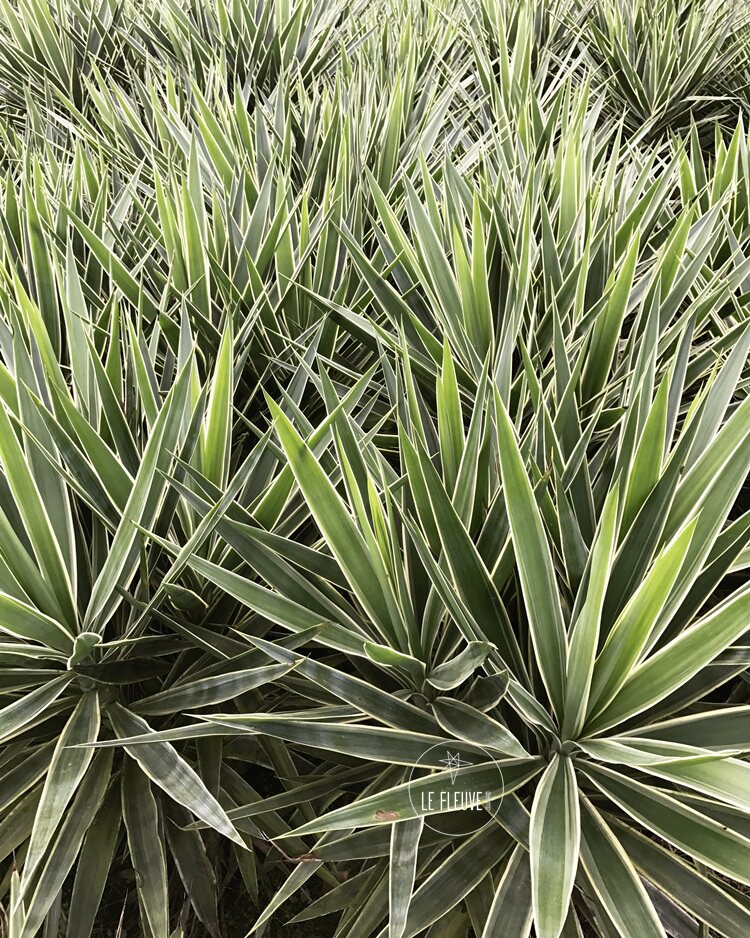 星河丨荷兰铁巨丝兰绿植常青盆栽植物耐阴耐晒室内室外花叶金边