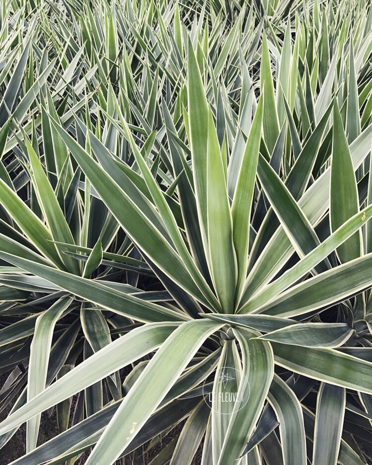 星河丨荷兰铁巨丝兰绿植常青盆栽植物耐阴耐晒室内室外花叶金边