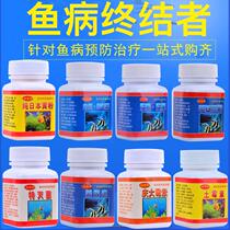 Japanese yellow meal fish imported fish tank aquarium aquarium sterilization tropical ornamental koi goldfish white spot unruly tail