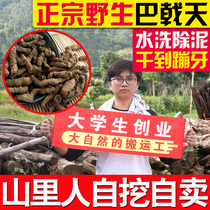 Guangdong Parhalberd Amano 500g male wine powder male nourishing Cynomorium Cistanche