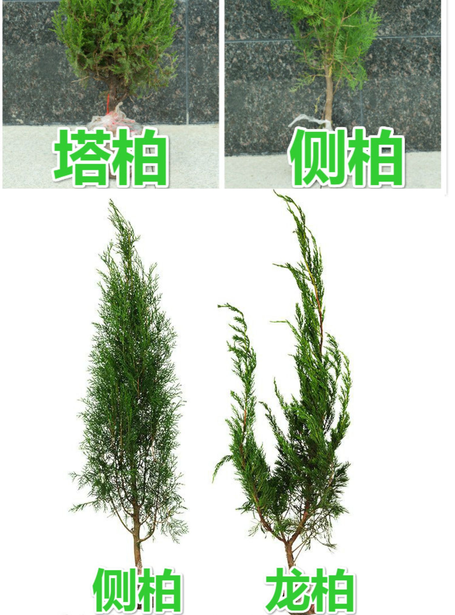 &宝塔松塔柏清明松树苗扫墓树苗松柏树苗扁侧柏桧柏柏树蜀桧墓地