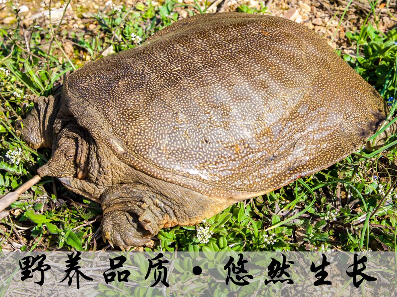 死亡包赔千岛湖野养有机甲鱼69元包邮喝农夫山泉食鲜虾鱼汤醇胶浓肉质