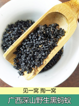 Guangxi Wild Black Ant 500g High Formic Acid Liquor Wine