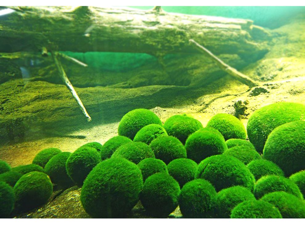 懒人水草鱼缸水藻球草缸造景装饰水草植物绿藻球入缸成景无需种植