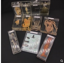 Immersion specimen primary and secondary school preschool science teaching display instrument supporting biological specimen immersion model