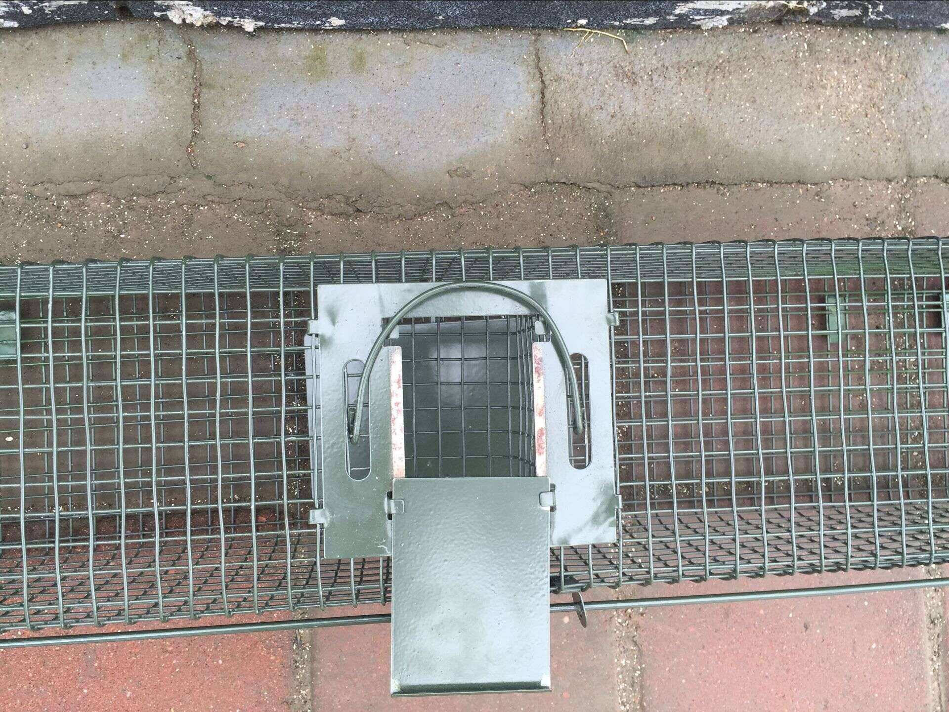 双开门捕鼠笼子双门式捕松鼠捕黄鼠狼捕麻雀自动笼子捕鼠器灭鼠笼