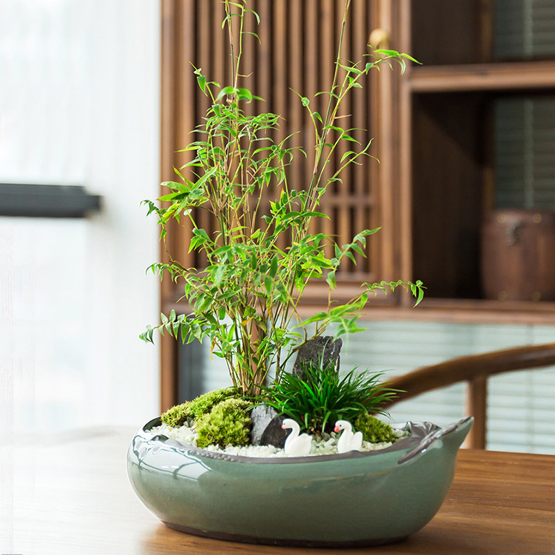 凤尾竹小型盆景生活处处是诗意