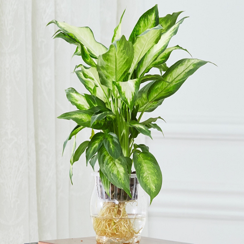 水养花万年青水生植物室内绿色植物花卉植物观叶卧室盆栽水培植物