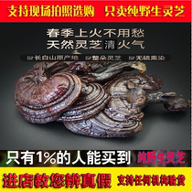 Northeast Changbai Mountain wild Ganoderma lucidum soaked in water sliced spore powder broken natural Linzhi in bulk 500g oil capsules
