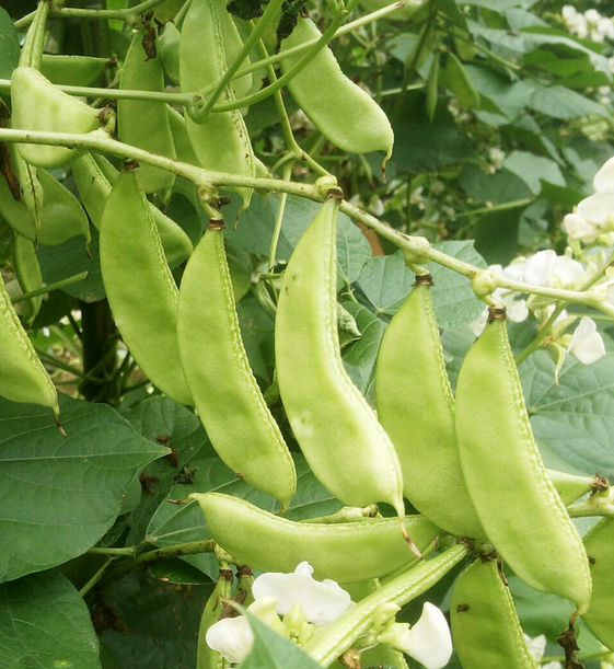 青眉豆种子豆角脆嫩纤维少阳台种菜家庭菜园全店满20元包邮