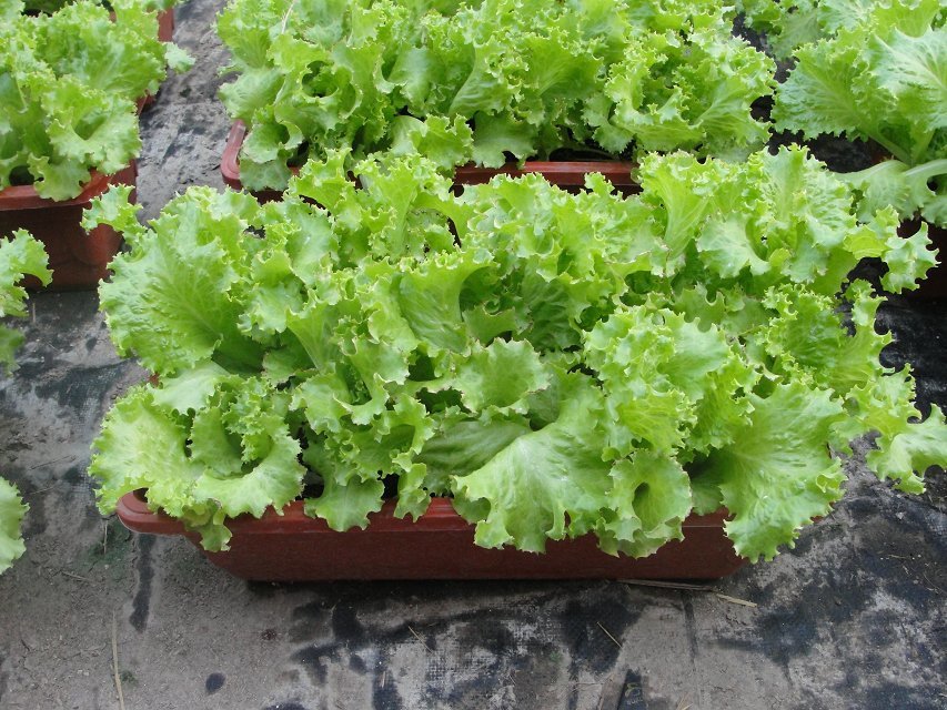 生菜种子 美国大速生菜种子 四季种植 约10克 全店满20元包邮