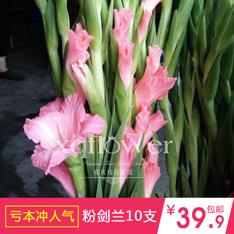 《长期》喜庆坊包月鲜花 剑兰节节高乔迁 富贵竹龙竹罗马竹富贵竹_7折