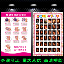 Schematic diagram of various stages of pregnancy Wall chart Wall chart custom obstetrics and gynecology Fetal growth and development process diagram during pregnancy