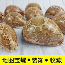 Conch Shell Map Treasure Snail Collection Ornaments Coral Fish Tank Aquarium Landscape Decoration Gifts