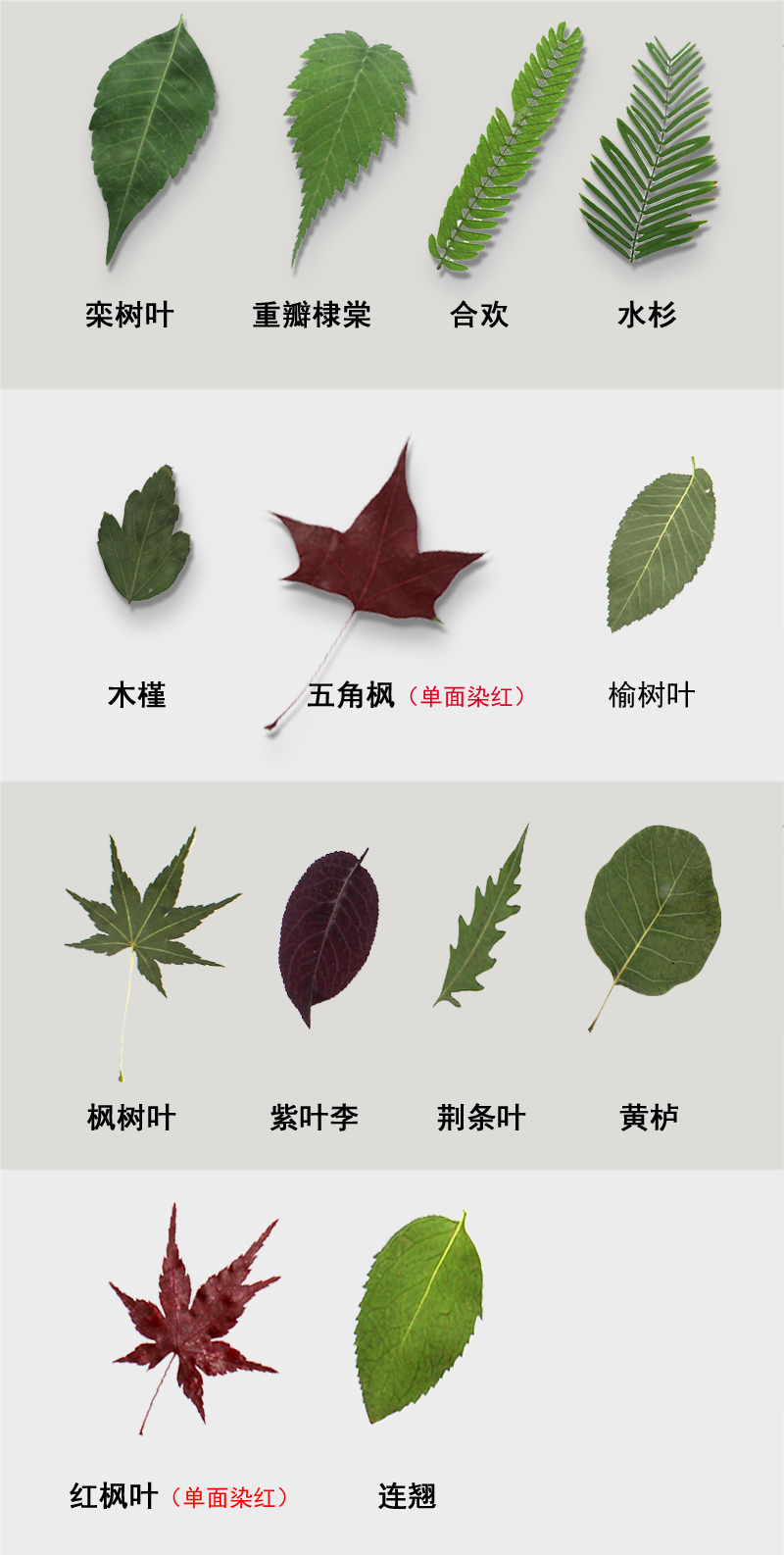 天然干树叶diy手工装饰材料合集干叶子干花材料包绿色植物标本