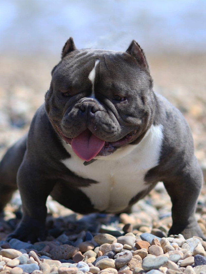 肌肉发达性格温顺美国恶霸犬